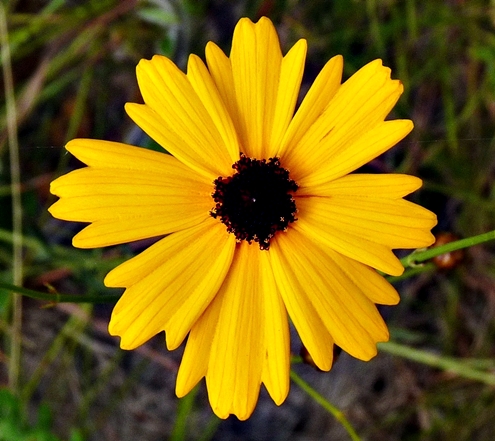 {Coreopsis linifolia}